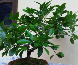 Không trồng cây này trong nhà đảm bảo rằng bạn sẽ hối hận cả đời