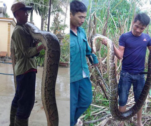 Dân vây bắt 2 con trăn 'khủng', dài hơn 5m cuộn tròn trong ruộng mía