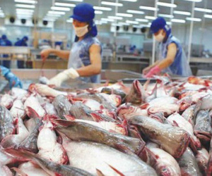 Đề nghị 7 bộ vào cuộc giúp hải sản Việt thoát 'thẻ vàng' EU