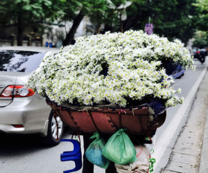 Mùa cúc họa mi: Chị em phát cuồng, dân Nhật Tân cười thầm