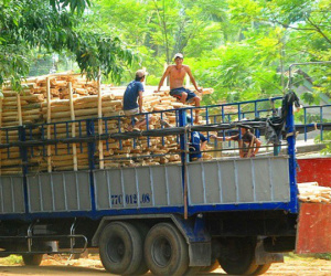 Thương lái Trung Quốc lại 'giở trò' ngừng thu mua dăm gỗ để ép giá?