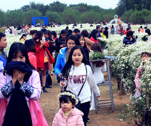 Hà Nội: Bất chấp rét đậm, hàng nghìn người đổ về Nhật Tân check-in cúc họa mi