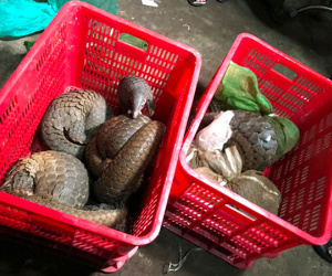 Bộ Công an bắt đối tượng buôn bán động vật hoang dã số lượng lớn