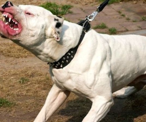 Mỹ: 15 người đứng nhìn chó pit pull cắn chết bé trai 7 tuổi