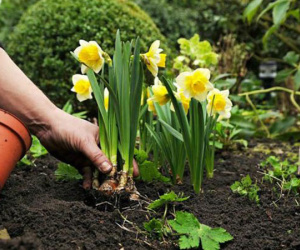 Mùa này, trồng ngay cây thủy tiên để có bình hoa vừa đẹp lại sang kịp chơi Tết