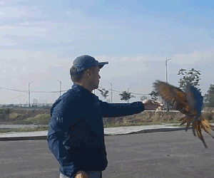 Video: Thú chơi vẹt Nam Mỹ hàng chục triệu đồng ở Sài Gòn