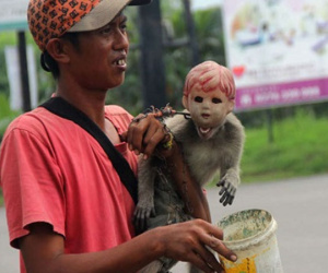 Khỉ bị đeo đầu búp bê để ăn xin ở Indonesia