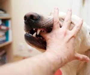Mất 2 chân vì vết chó cắn từ 2 năm trước