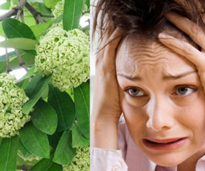 Người dân Thủ đô 'chạy mất dép' vì hương hoa sữa nồng nặc