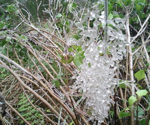 Băng giá xuất hiện ở đỉnh Fansipan