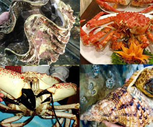 Bữa tiệc khó tin: Tu hài 10 triệu/con, cua khổng lồ 60 triệu/con