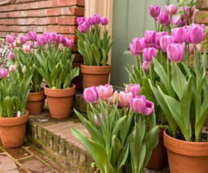 Hoa tulip nở rực đúng dịp Tết nhờ biết cách chọn củ và bón thúc đơn giản không ngờ