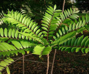 Cách trồng cây mật nhân làm vị thuốc quý ngay trong vườn nhà