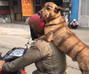 Chú chó ngồi sau xe máy lè lưỡi cực yêu 'gây bão' mạng