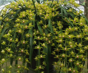 Đại gia bỏ 1 tỷ chơi hoa lan huyền thoại: Tết chỉ cần thế là đủ