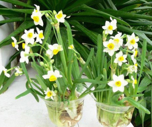 Để được lên sếp, tăng lương trong năm 2018, học ngay mẹo bài trí cây trong phòng làm việc