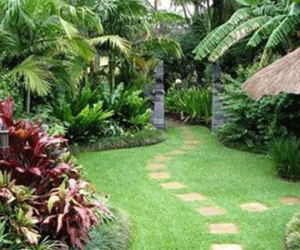 Cách trồng cây phong thủy trong vườn hút tài lộc