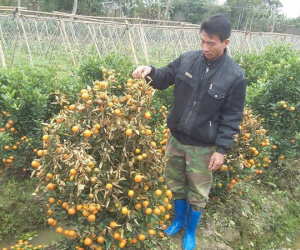 Kẻ xấu dùng thuốc diệt cỏ sát hại hơn 300 cây quất cảnh