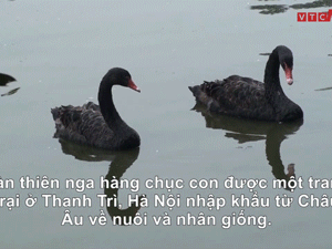 Video: Cận cảnh thiên nga giá 60 triệu đồng/cặp chơi Tết ở Hà Nội