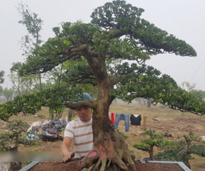 Tận mắt ngắm hổ phách kiểng tùng la hán 100 tuổi, giá nửa tỷ đồng