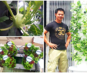 Biết vợ mang bầu, ông bố Sài Thành quyết trồng rau sạch bảo vệ sức khỏe vợ con