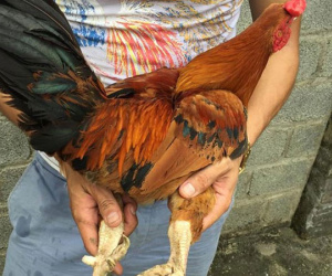 'Độc kê' 10 cựa và những 'quái gà' siêu lạ gây xôn xao nhất 2017