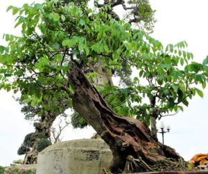 Gốc sưa bonsai cao 1 mét giá 1,4 tỷ đồng gây xôn xao