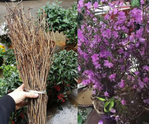 'Đỗ quyên ngủ đông': Hoa lạ như củi khô, cơn sốt Tết 2018