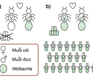 Tháng 3 thả muỗi Wolbachia để diệt muỗi sốt xuất huyết