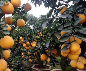 Bưởi cảnh tiền triệu: Hàng sạch chơi Tết, không sợ dính độc