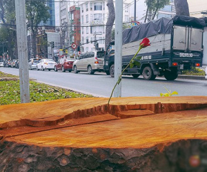 Chùm ảnh: Người Sài Gòn đặt hoa hồng trên gốc những hàng cây xanh bị đốn hạ ở đuờng Tôn Đức Thắng