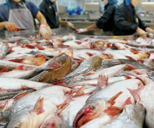 Việt Nam khiếu nại biện pháp chống bán phá giá của Hoa Kỳ đối với cá tra, basa lên WTO