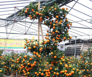 Quất 'khủng' dáng long phụng, không bán chỉ cho thuê giá 50 triệu đồng