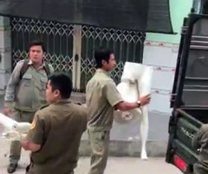 Video: Thực nghiệm hiện trường vụ vợ giết chồng, phân xác phi tang