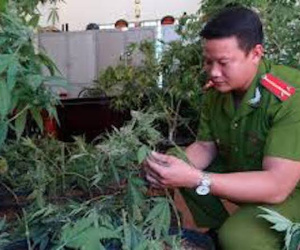 Vũng Tàu: Phát hiện một người nước ngoài trồng cây cần sa trong nhà