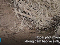 Cảnh phơi miến bụi bẩn trên triền đê ngoại thành Hà Nội