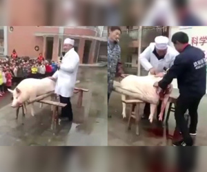 Ngang nhiên mổ lợn tại trường mẫu giáo, hiệu trưởng giải thích để mang không khí tết về cho các em nhỏ