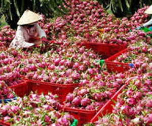 Bộ Công Thương cảnh báo doanh nghiệp Việt bị lừa đảo tại Mỹ