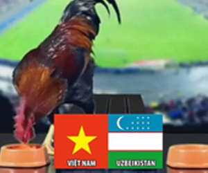 Video: 'Gà tiên tri' dự đoán trận U23 Việt Nam - U23 Uzbekistan