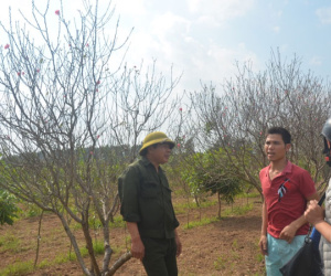 Dân buôn đào hét giá cao ngất