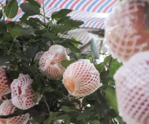 7 triệu một cây táo chơi Tết ở Hà Nội