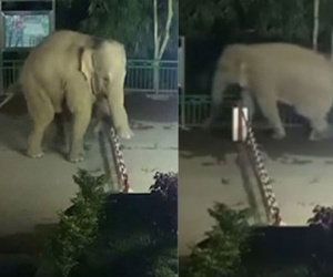 Con voi vượt biên đi tìm thức ăn rồi quay về