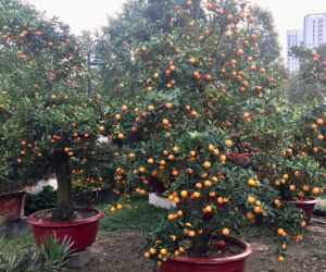 Một cây vàng không mua nổi cây quất trưng Tết tại vỉa hè Sài Gòn