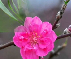 Thứ Tư của bạn (31/1): Song Tử được mọi người nhờ vả
