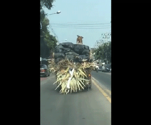 Chó giữ thăng bằng cực tài tình trên xe tải đang chạy
