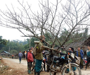 Đốn hạ đào đá khủng để bán Tết ở Nghệ An