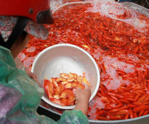 Lùng khắp miền Bắc gom 5 tấn chép đỏ: Chỉ một ngày lãi 100 triệu