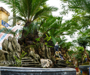 Mới lạ vạn tuế mini bonsai - vừa để chưng Tết lại hưng thịnh bền