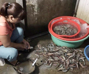 4.000 con lợn tiêm thuốc an thần: Dân mình hại nhau