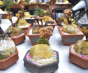 Gần 5 triệu đồng 1 chậu nấm linh chi bonsai chơi Tết ở Thủ đô